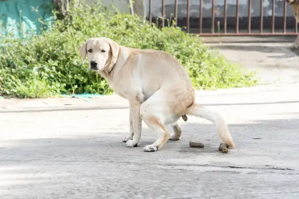 Poop-dog-middening