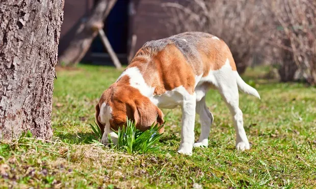 Fecal-sniffing 