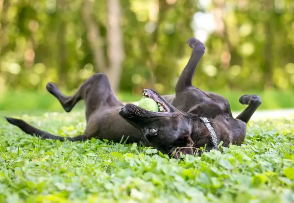 Scent-rolling-dog