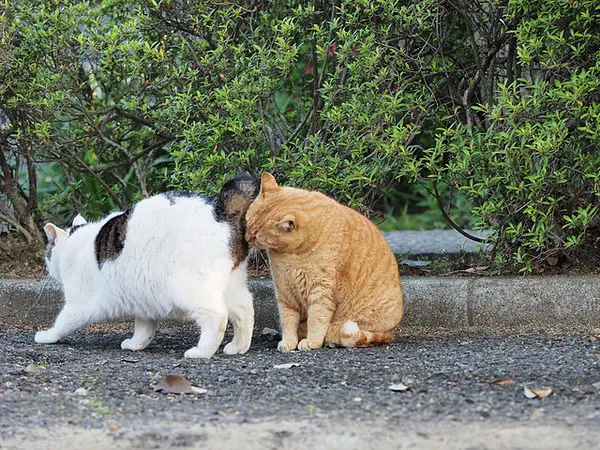 Fecal-sniffing 
