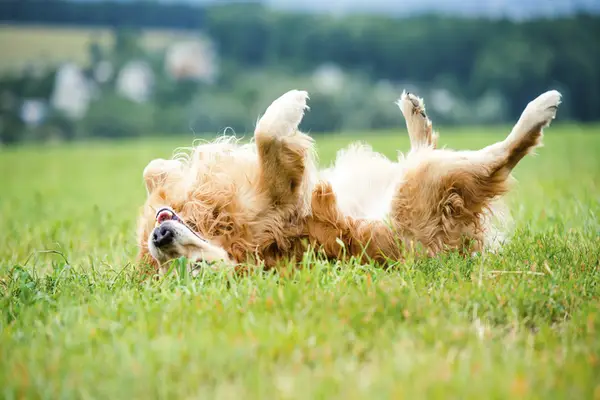 Scent-rolling-dog
