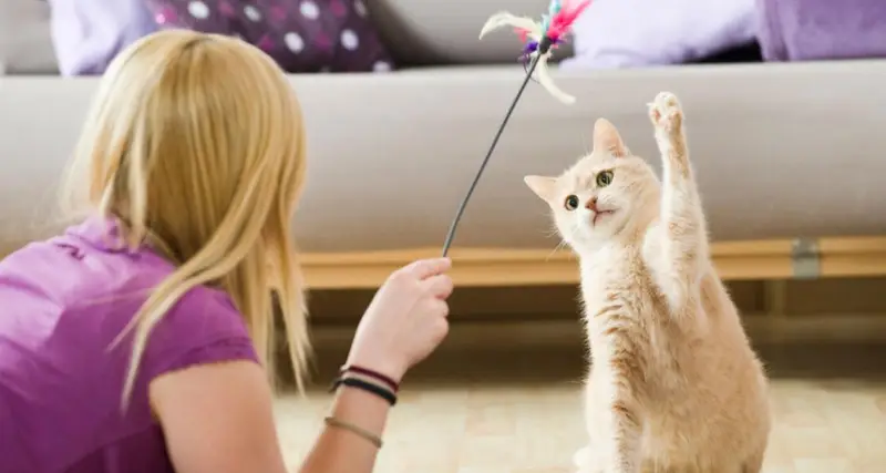 Play-with-dog-cat-walk