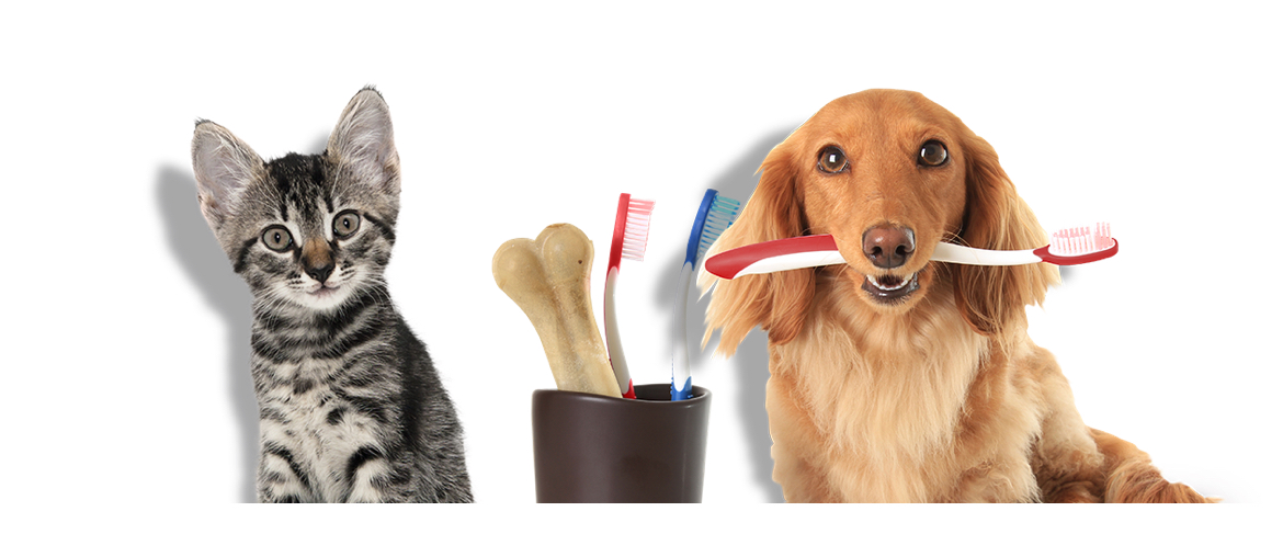 Dental-care-dog-cat