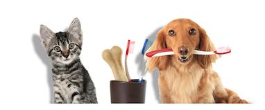 سلامت دهان و دندان در سگ‌ها و گربه‌ها