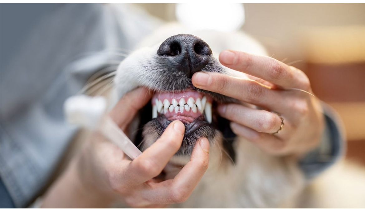 Teeth-of-dogs