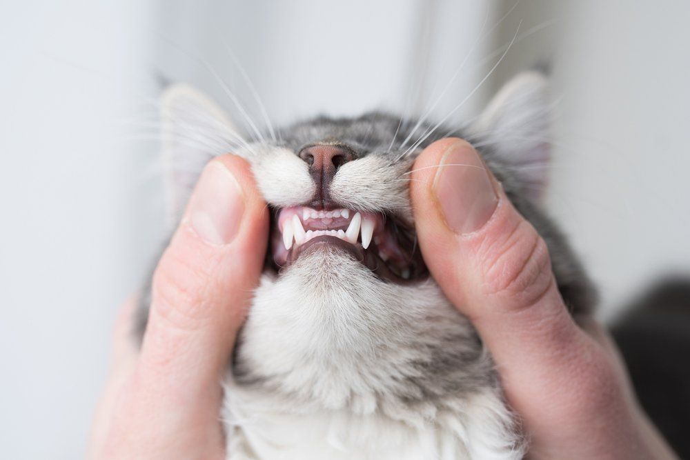 Teeth-of-cats