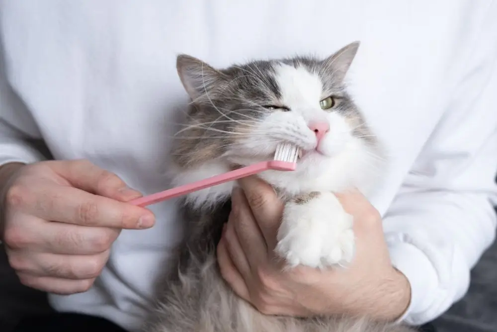 Toothbrush-cats-dental-care