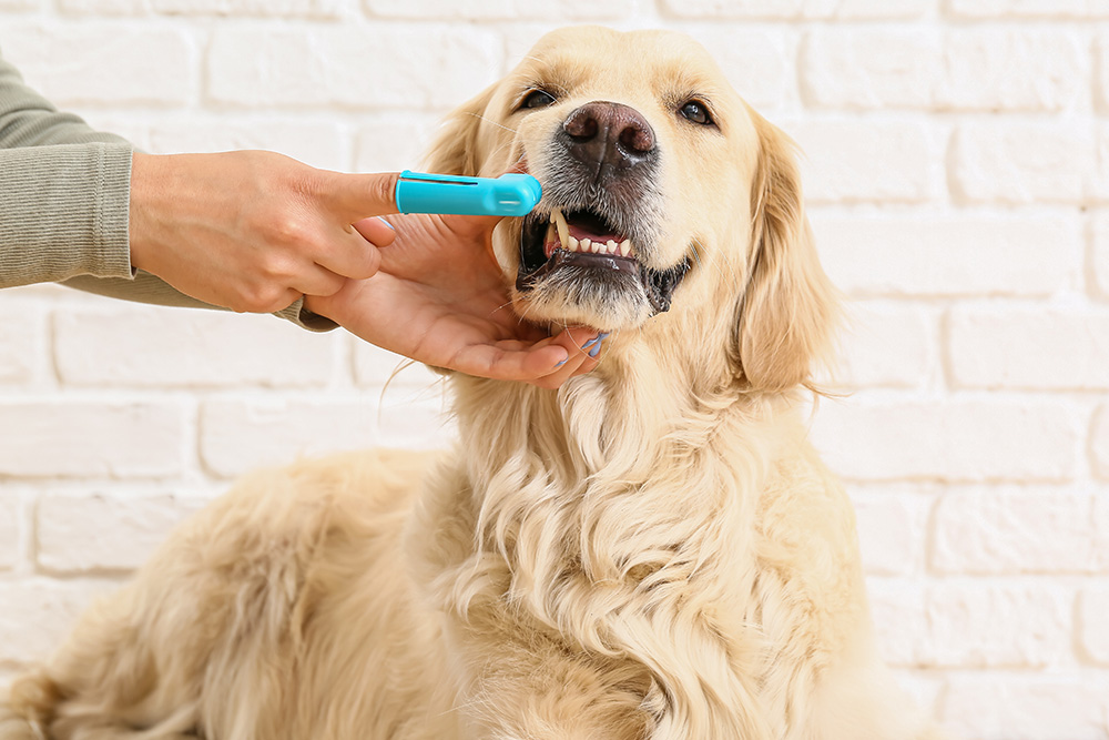 Toothbrush-toothpaste-for-dogs-dental-care