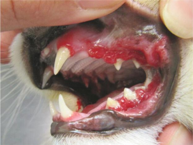 Periodental-disease-in-cats