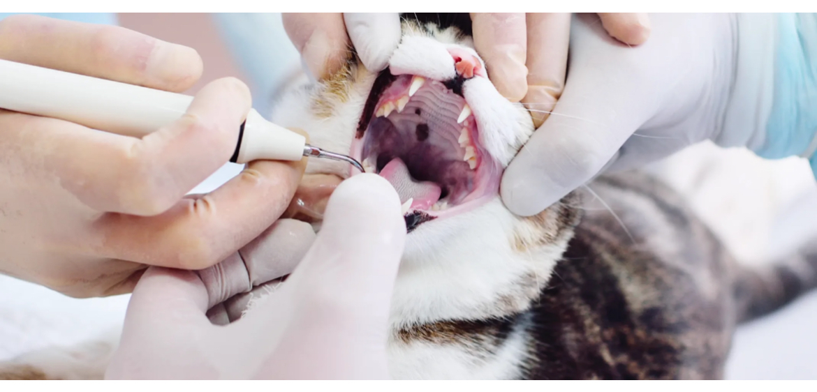 Teeth-polishing-veterinary