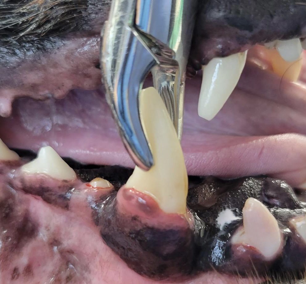 Extraction-teeth-dogs
